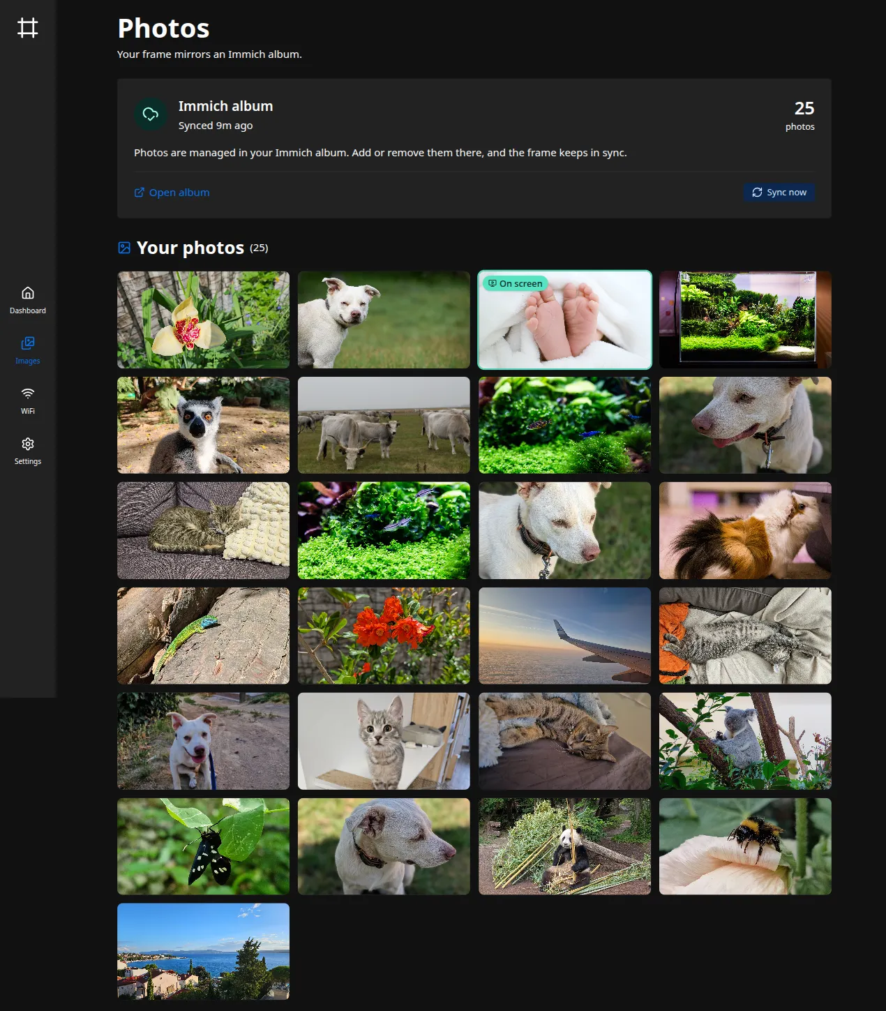 The Photos page with Immich: a status card above the synced album